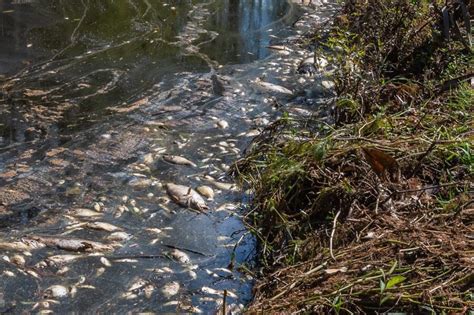 How To Avoid Fish Kill
