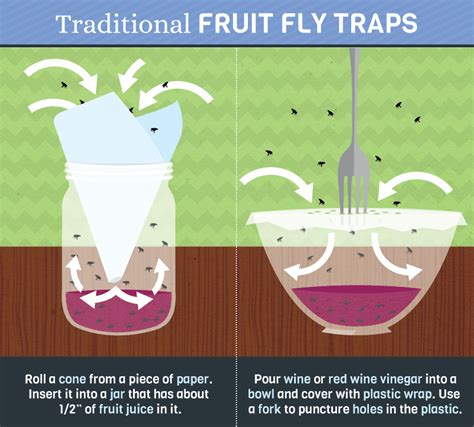 How To Avoid Fruit Flies