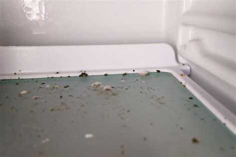 How To Avoid Fungus In Refrigerator