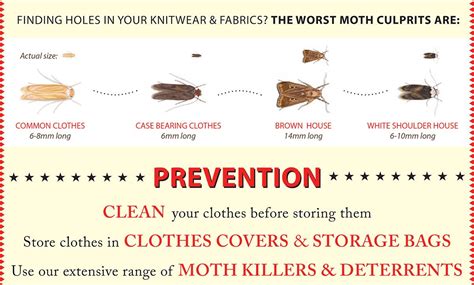 How To Avoid Moth Damage