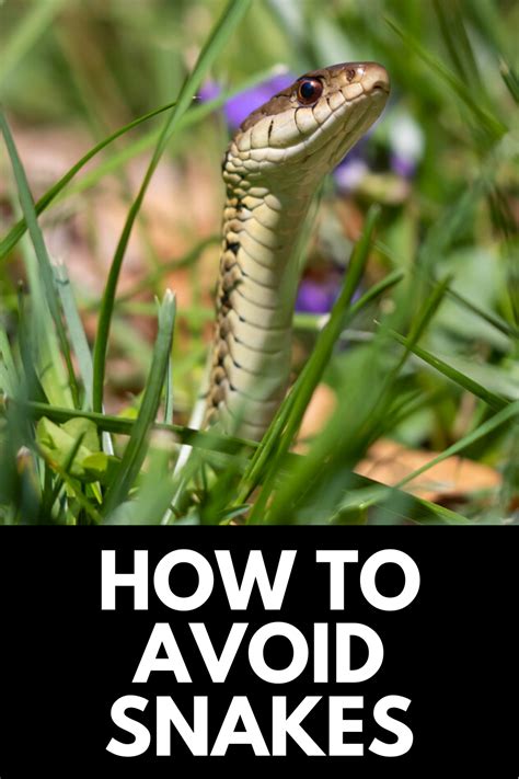 12 Natural Snake Repellents To Get Rid of Snakes Snake repellant