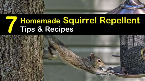 How To Avoid Squirrels In House