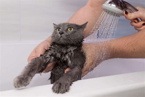 Stress-Free: how to bath your cat Guide