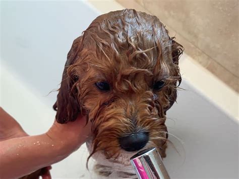 How To Bathe A Puppy Cavapoo