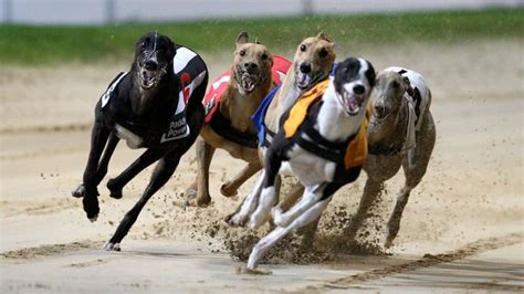 how to bet greyhound racing