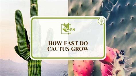 how to boost cactus growth
