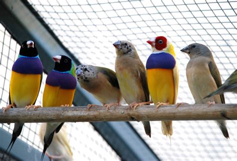 how to breed gouldian finches