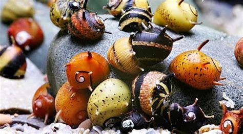 how to breed horned nerite snails