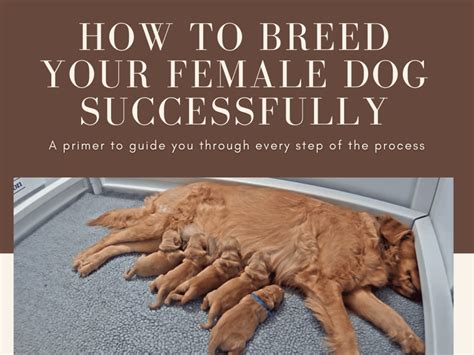 how to breed my dog properly