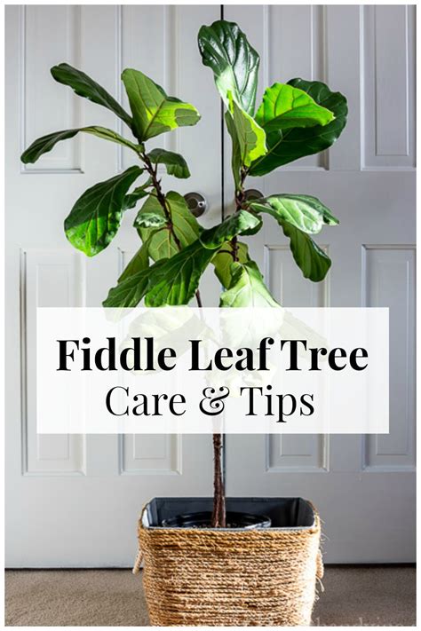 How To Bring A Fiddle Leaf Tree Back To Life