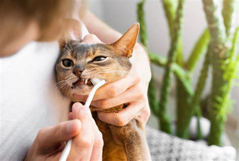 How To Brush Cat
