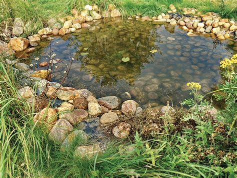 Build a small pond in the garden to attract frogs. Frogs are an organic