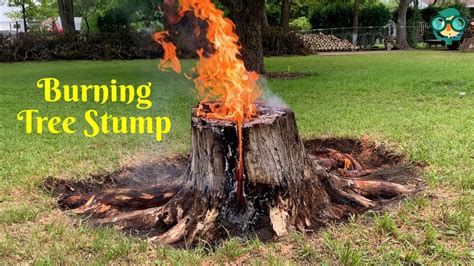 How To Burn Pine Tree Stumps