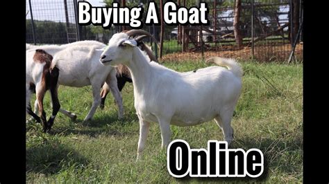 how to buy a goat online