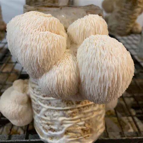 how to buy lion s mane mushroom