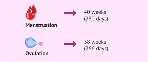 how to calculate expected date of delivery from ovulation
