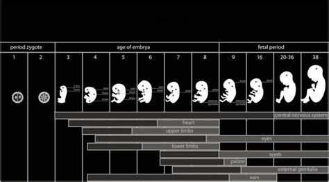how to calculate gestational age from conception