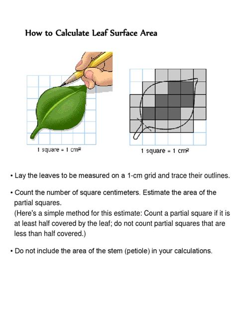 How To Calculate Leaf Area Using Graph Paper