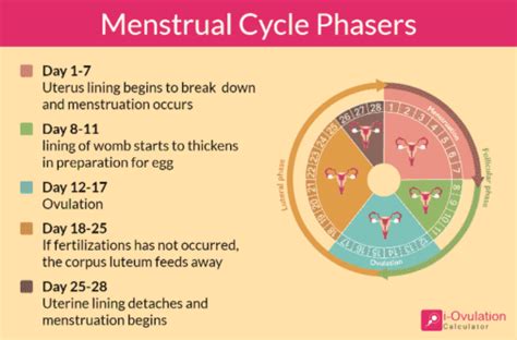 how to calculate menstruation cycle and ovulation