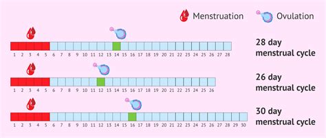 how to calculate ovulation date with example