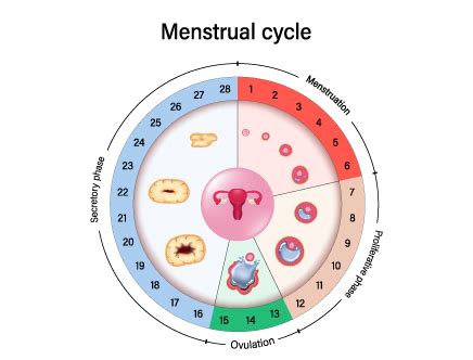 how to calculate ovulation for 28 days cycle with irregular