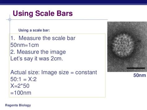 How To Calculate Scale Bar Microscope