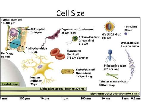 How To Calculate Size Of Cell In Microscope
