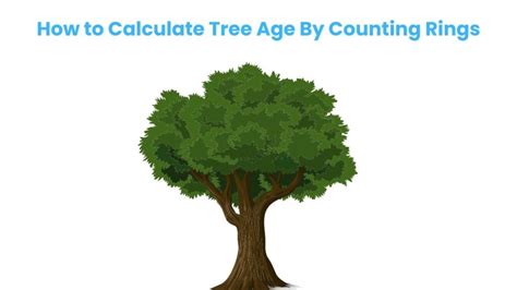 How To Calculate Tree Age By Rings