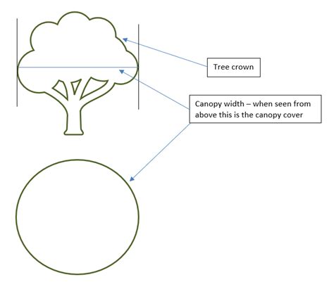 How To Calculate Tree Canopy Coverage