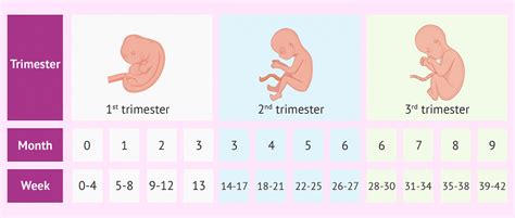 how to calculate trimester in excel