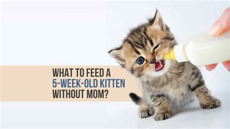 how to care for a 5 week old kitten