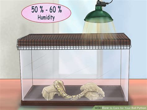 How To Care For A Ball Python Wikihow