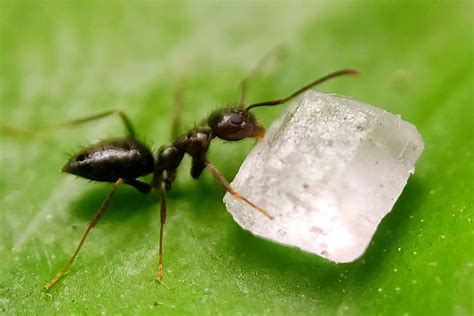 how to care for a black garden ant