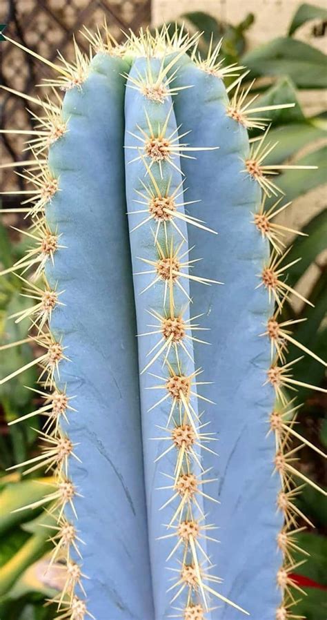 how to care for a blue torch cactus