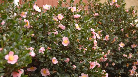 how to care for a camellia bush