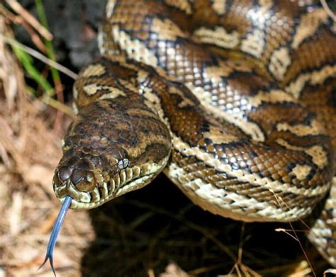 How To Care For A Jungle Carpet Python