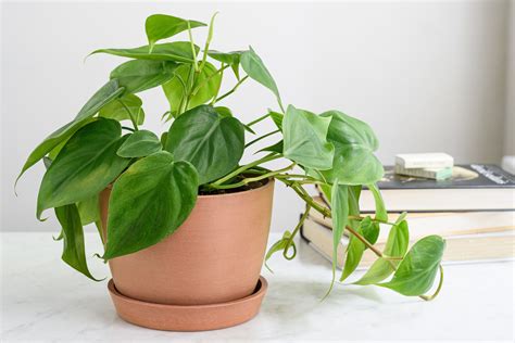 how to care for a philodendron