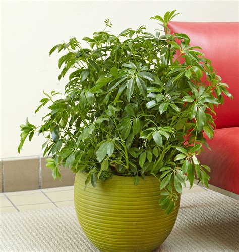 how to care for a schefflera houseplant