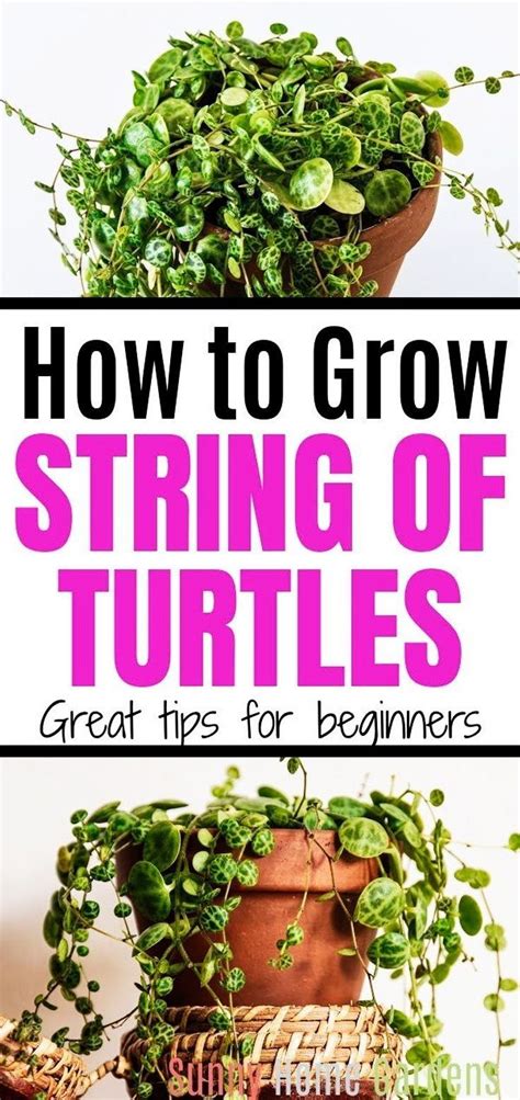 String of Turtles Plant How to Care, Grow & Propagate Wohomen