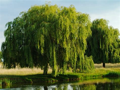 how to care for a willow tree