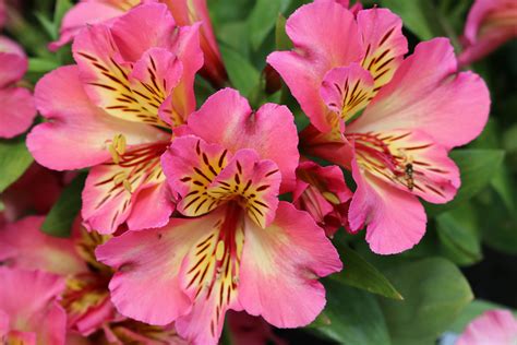 how to care for alstroemeria