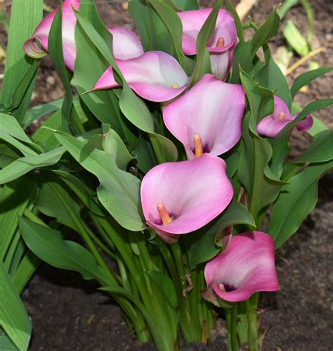 Growing Calla Lilies Inside Growing Calla Lily As A Houseplant