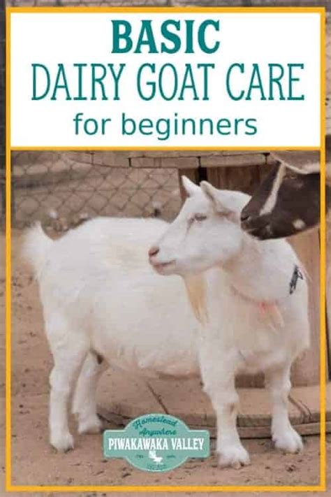how to care for goats for beginners