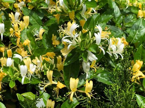 how to care for honeysuckle vine