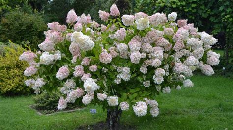How To Care For Hydrangea Tree