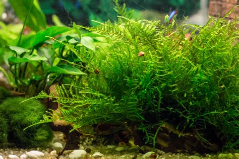 Java Moss Plant Complete Care Guide, Planting and Propagation