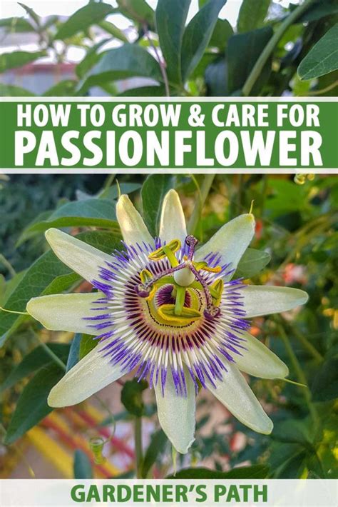 how to care for passion flower vine