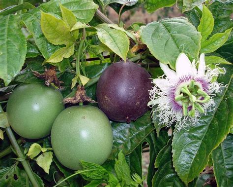 how to care for passion fruit