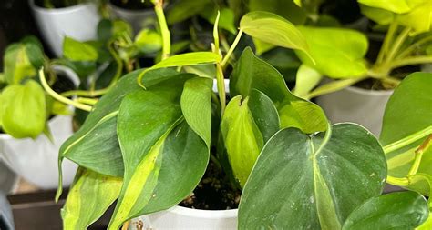 how to care for philodendron brasil