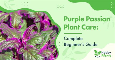 how to care for purple passion plant